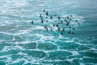 Ocean Birds over seafoam