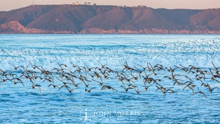 Ocean Birds at Coronado Beach